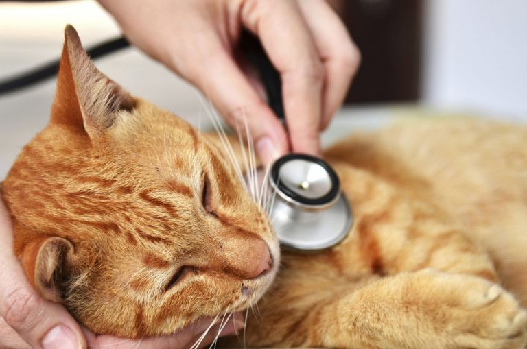 Кальцивироз у котят схема лечения