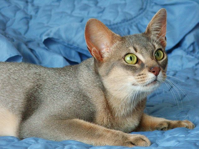 абиссинская кошка с голубыми глазами