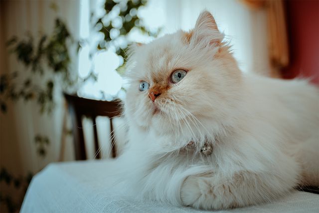 Персидская порода кошек 