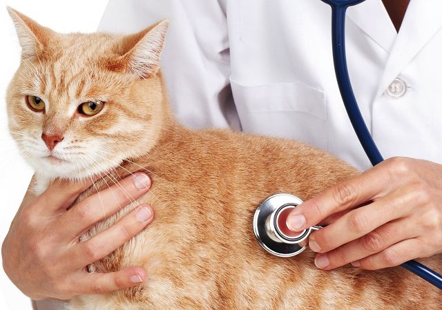 Симптомы иммунодефицита у кошек