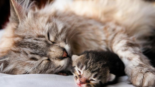 Котенок спит с мамой