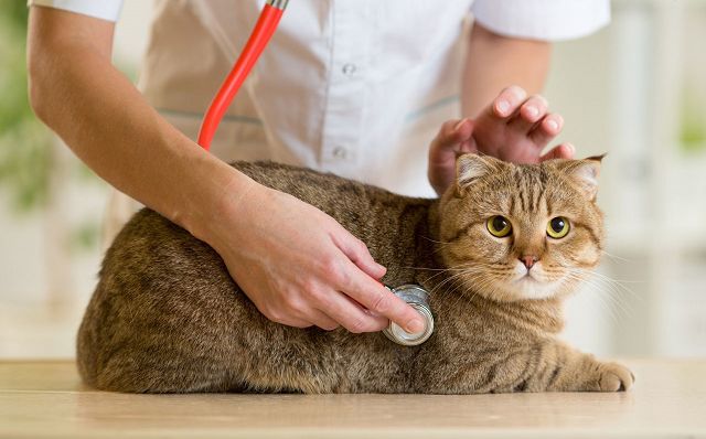 Непроходимость кишечника у кошек