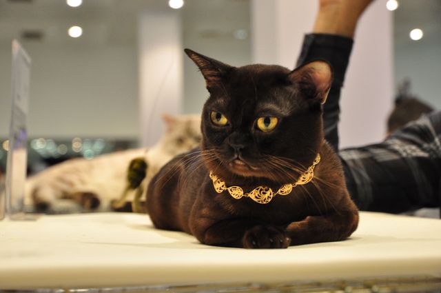 Бурманская кошка окрас соболиный