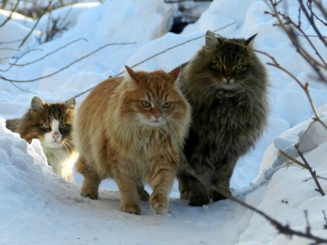 Норвежские лесные кошки