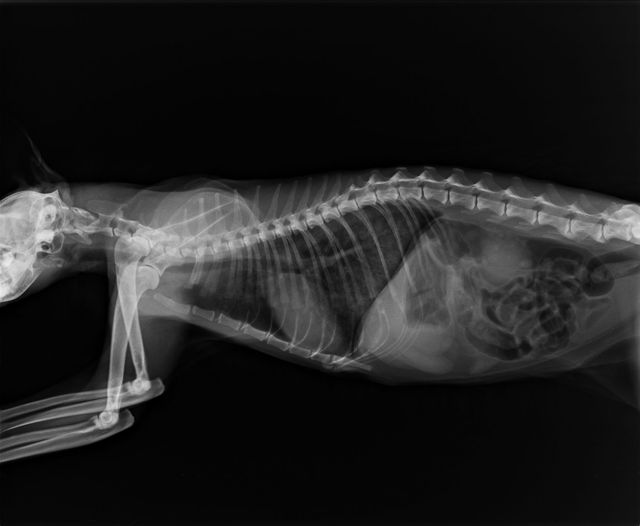 Рентген отека легких у кошек