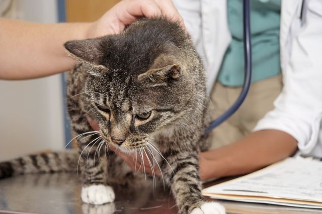 Лечение отека легких у кошек