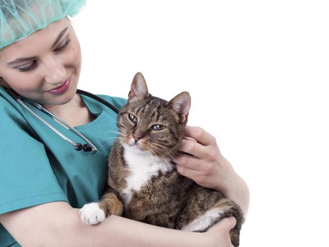 Лечение отека легких у кошек