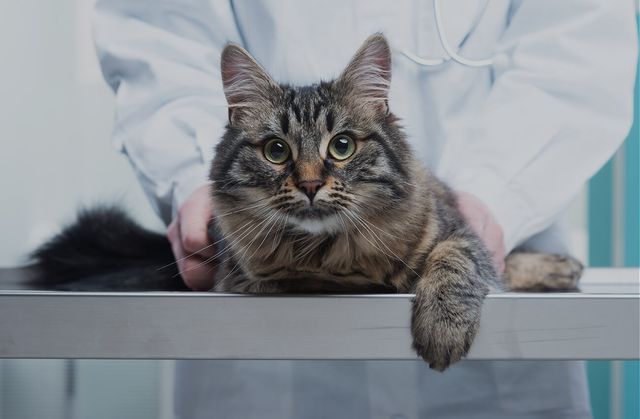 Лечение кошки от паралича