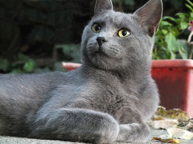 Русские голубые кошки