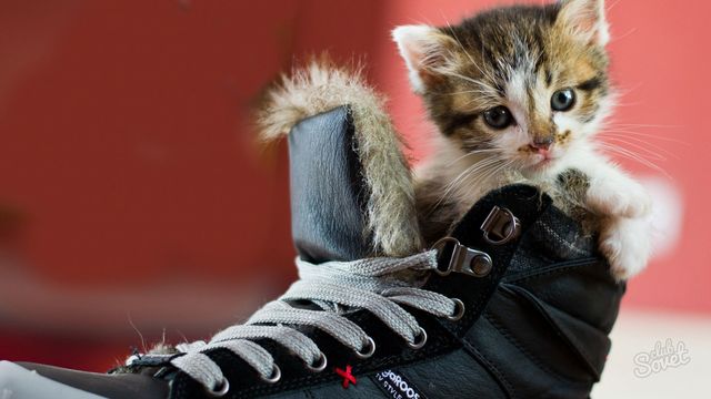 Кошка гадит в обувь