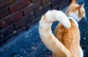 Как понять кошачий язык: эмоции кота по хвосту