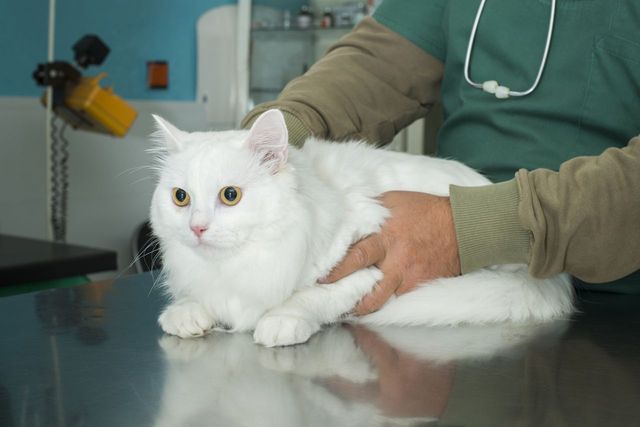 Отказывают почки у кота: симптомы, что делать, можно ли спасти