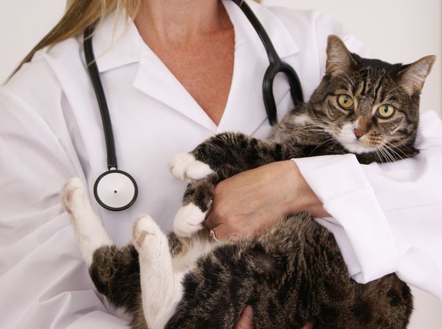 У кота почки увеличены, гломерулонефрит у кошек: симптомы, лечение