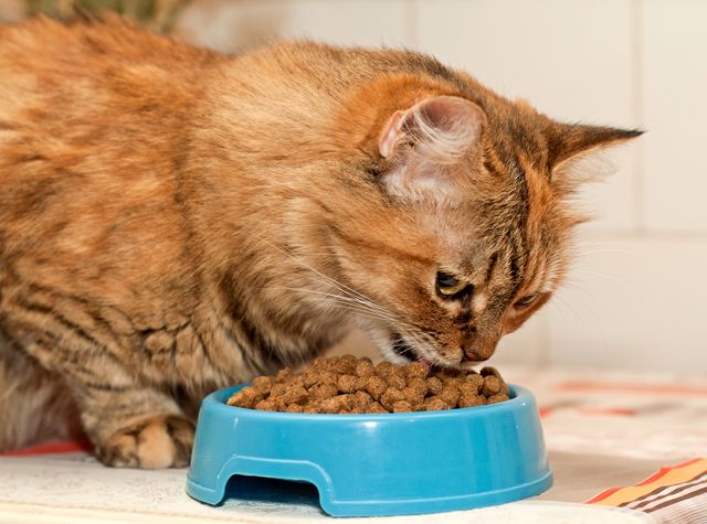 Сбалансирование питание для кота