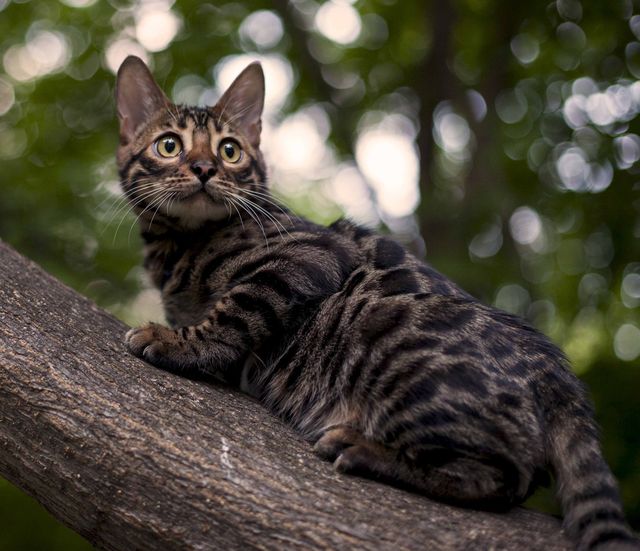 Леопардовая кошка азиатская