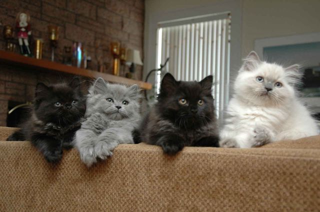 Персидские кошки на диване