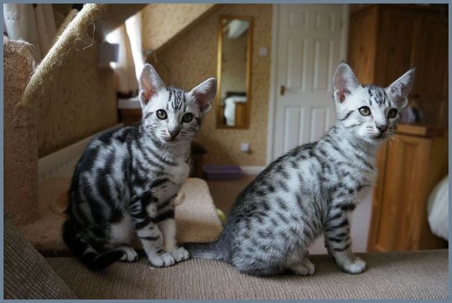 Два котенка у шкафа