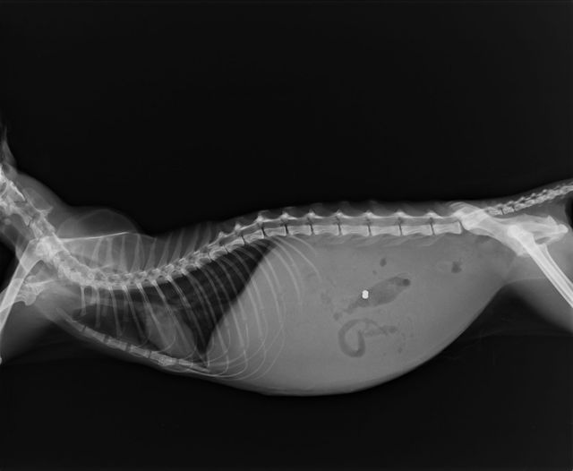 Асцит у кошки на рентгене