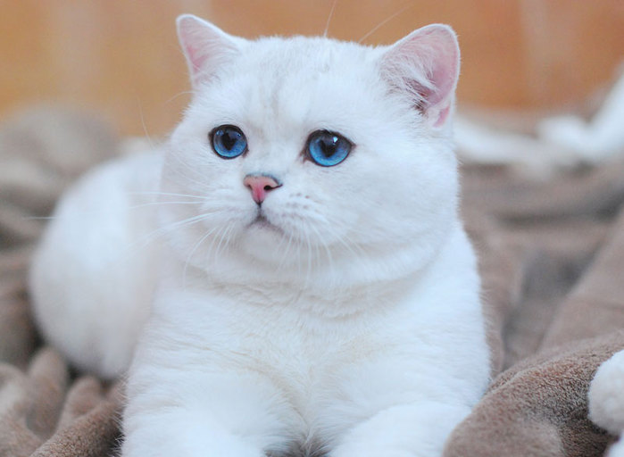Почему белые кошки глухие