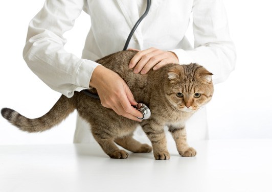 Симптомы полиурии у кошек