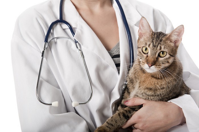 Гиперпаратиреоз у котов: причины