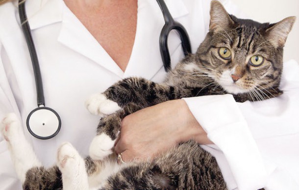Выбор лечения при гипертиреозе у кошек