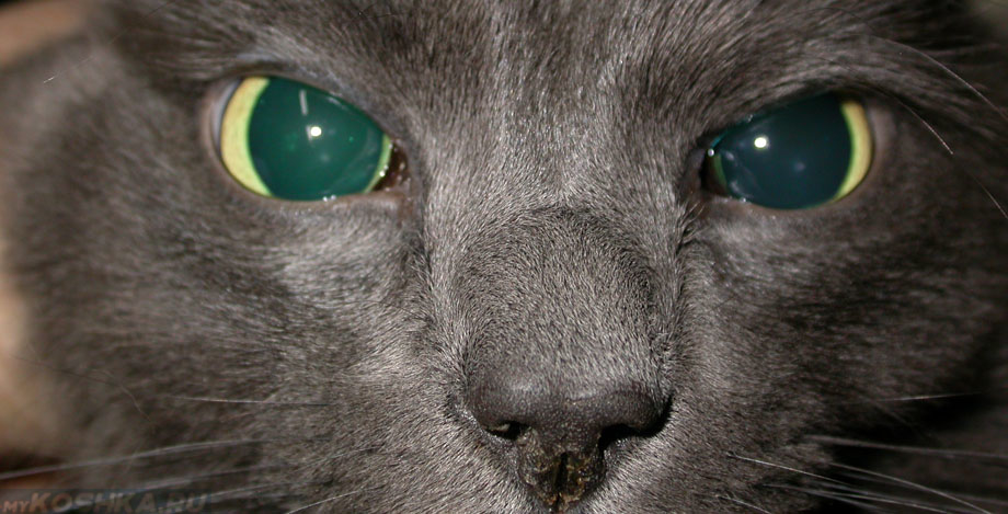 проблема с глазами у кошек