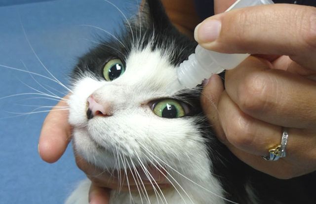 Профилактика глазных болезней у кошек