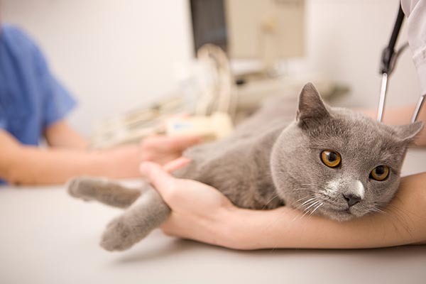 Способы лечения ринотрахеита у кошек