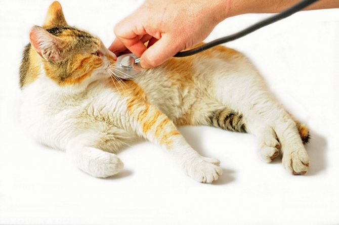 Причины появления ринотрахеита у кошек