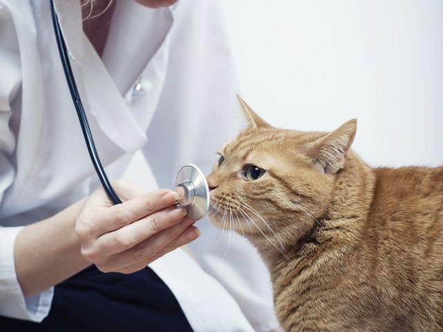 Кот нюхает стетоскоп