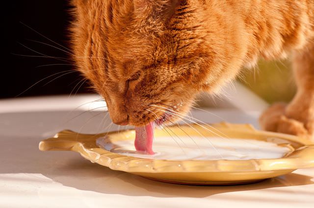 Рыжий кот пьет из миски
