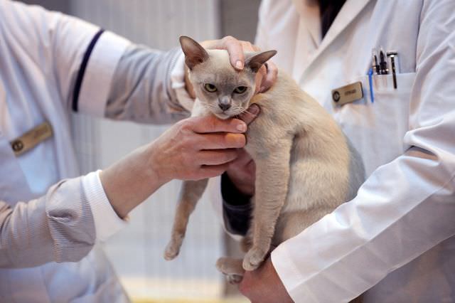 Ветеринары осматривают кошку