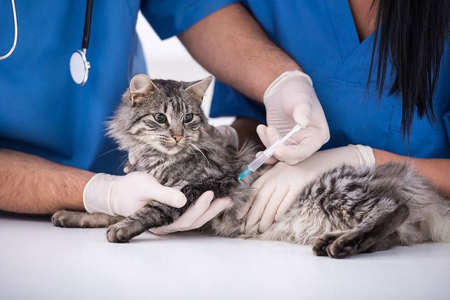Прививка коту в клинике