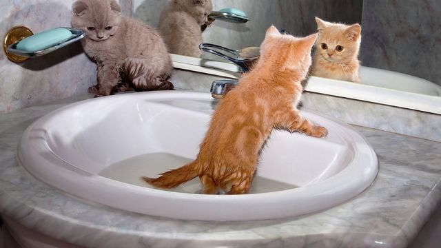 Котенок в раковине с водой