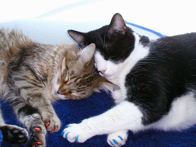 Две кошки спят
