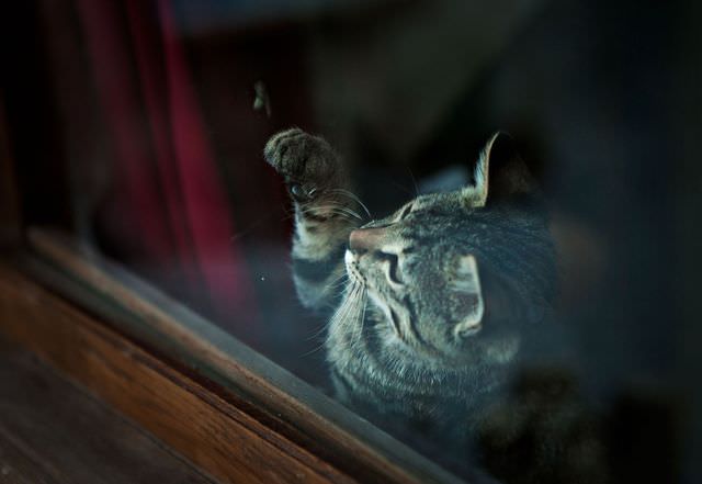Кот гоняет муху на стекле