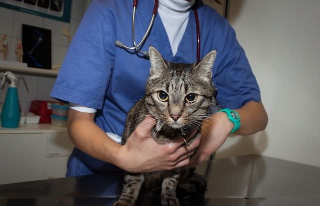Ветеринар держит кота