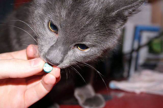 Кот нюхает таблетку