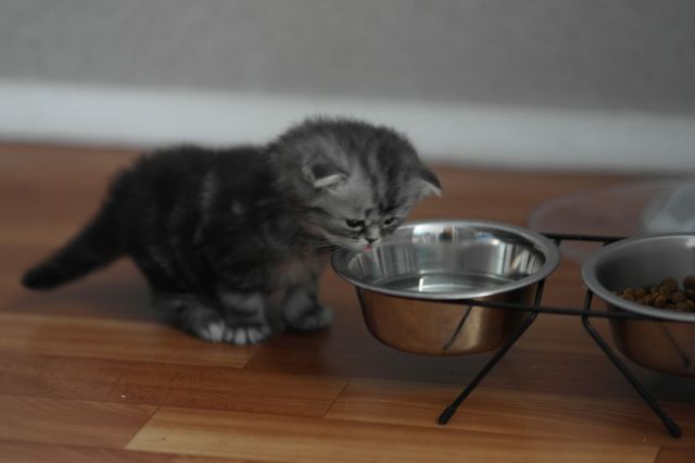 Котенок пьет воду