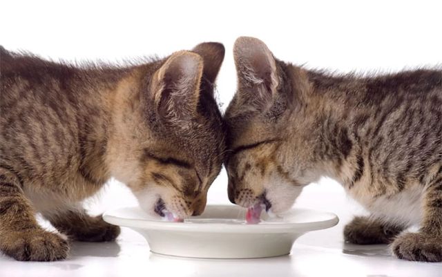Два котенка кушают из одной миски