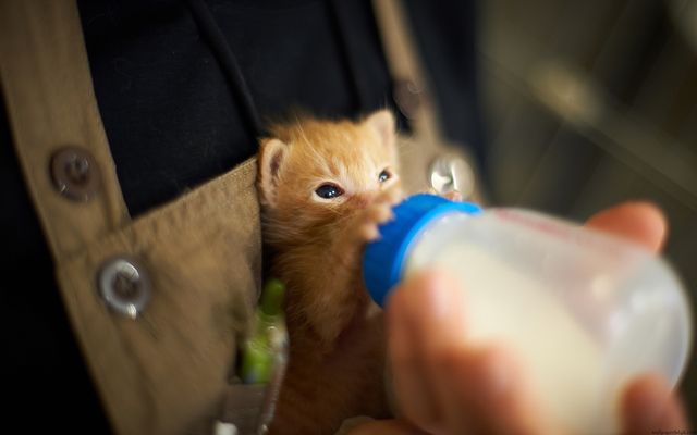 Кормление котенка из бутылочки
