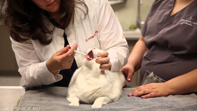 Ветеринар дает лекарство кошке