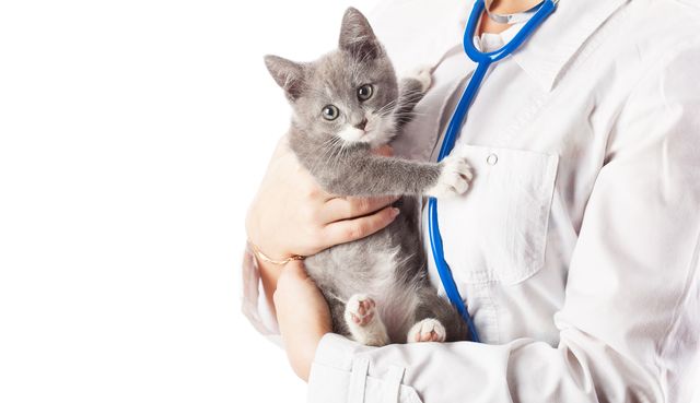 Котенок на руках врача