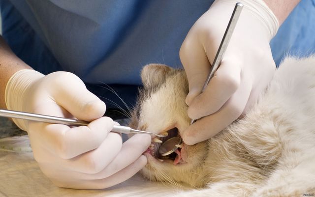 Лечение зубов у кошки