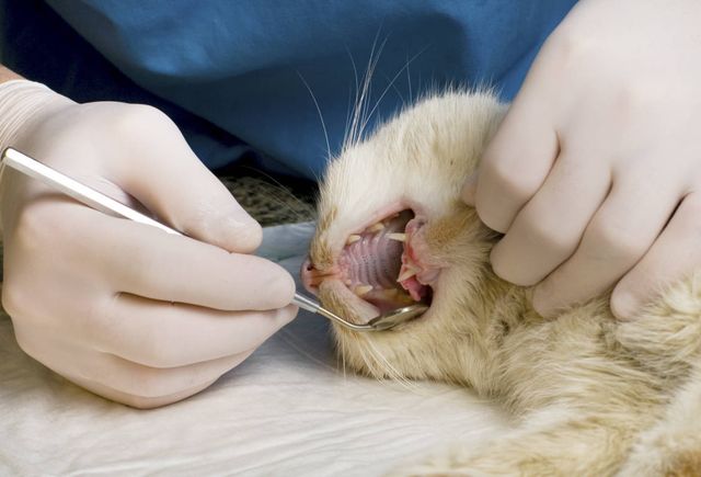Стоматолог санирует полость рта кота