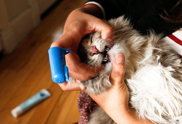 Хозяйка чистит зубы коту