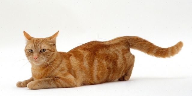 Рыжая кошка во время течки