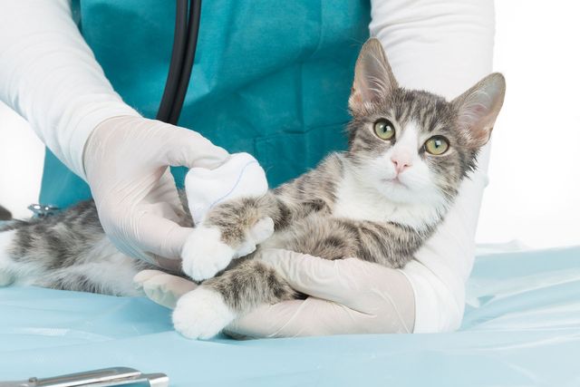Кошка в руках у ветеринара