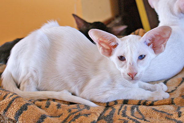 Сейшельская кошка - царственная особа